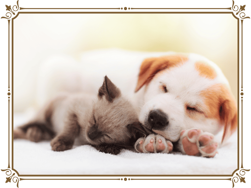 ペット祈願(犬猫)